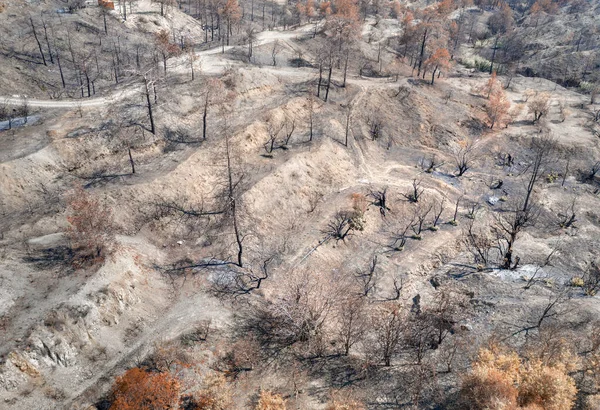 野火で破壊された果樹園 農村部 焼畑や乾燥した木の空中風景 ストック画像