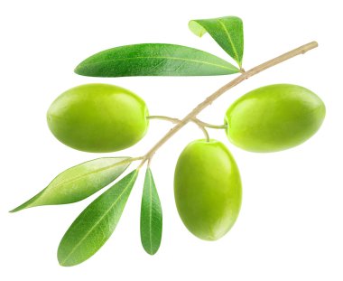 Yeşil Zeytin