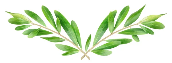 Olive branches — Stock Photo, Image