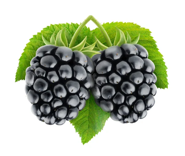 Blackberries — Stock Photo, Image