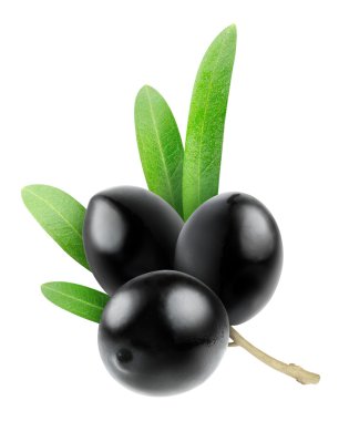 siyah zeytin
