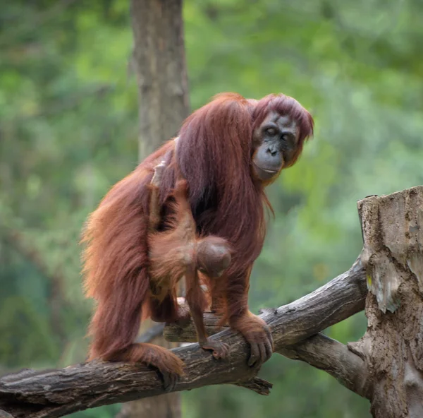 Little orangutan hugging its mom — Stock Photo, Image