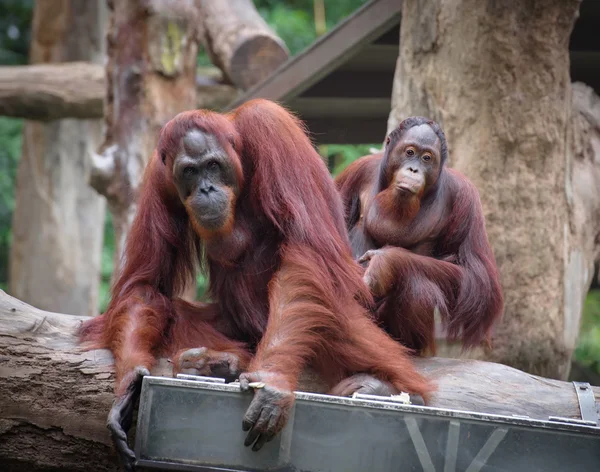 Vuxna orangutanger — Stockfoto