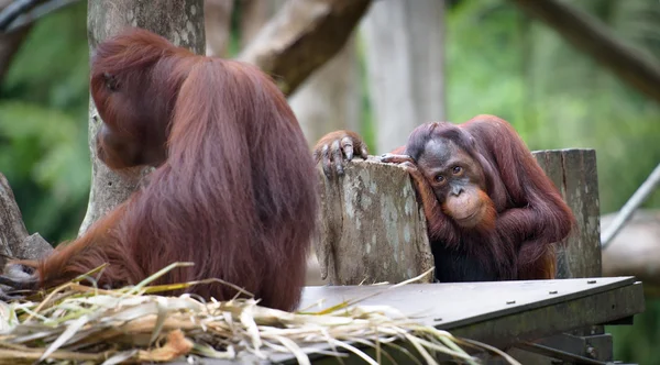 Üzgün ve düşünceli suratla oturan yetişkin orangutan — Stok fotoğraf