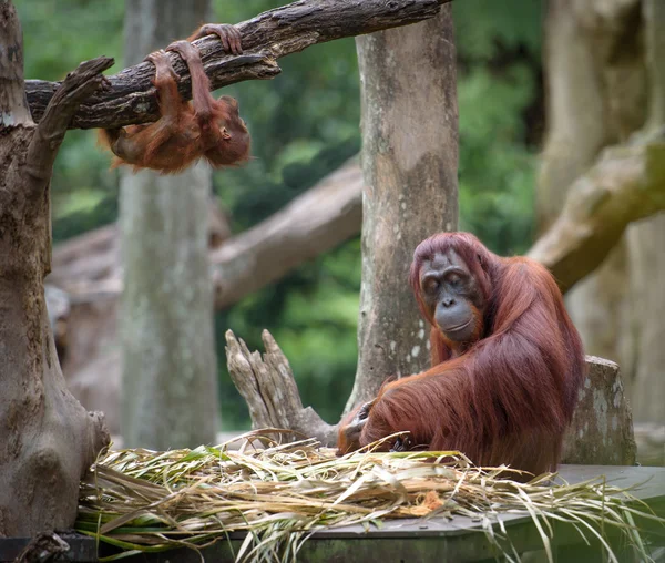 Уставшая мать орангутанг спит, пока ее ребенок играет вокруг — стоковое фото