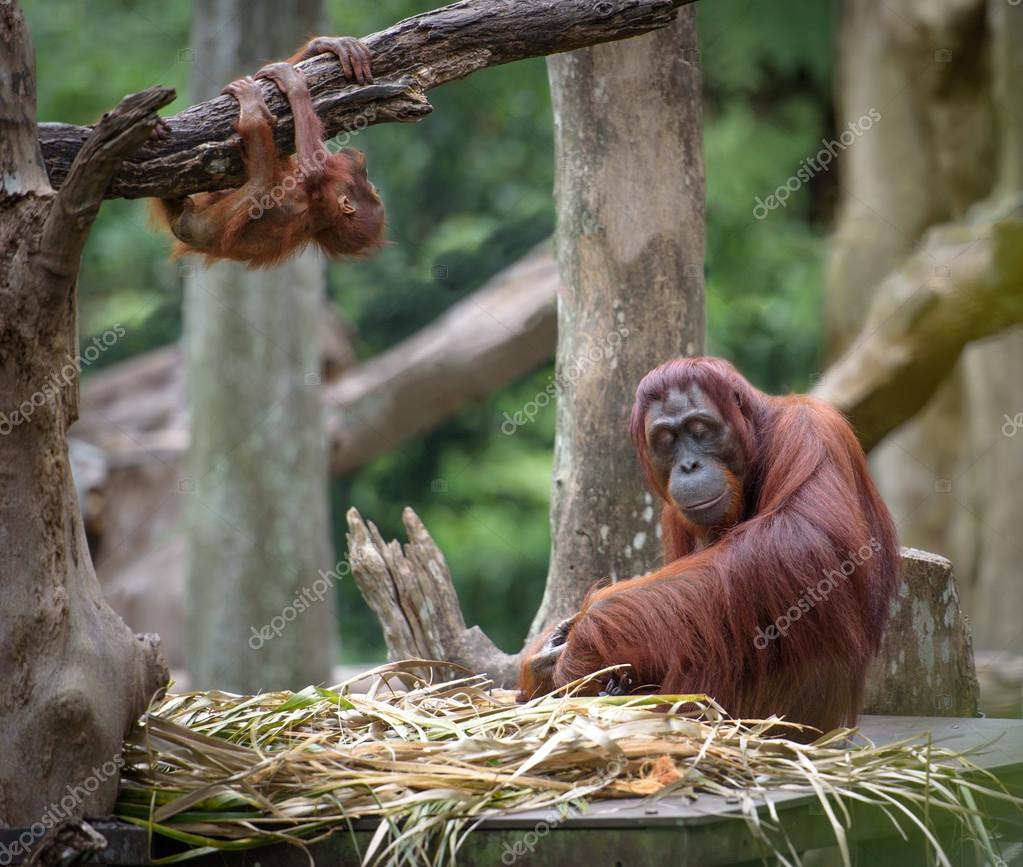 睡眠中にその赤ちゃんを遊んで疲れた母オランウータン ストック写真 C Photomaru