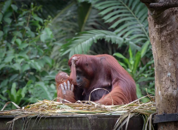 Little orangutan hugging his mom — Stock Photo, Image