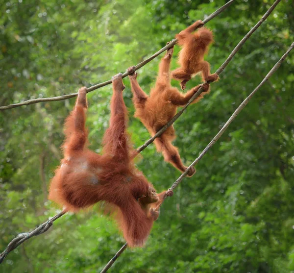 Orangutangs in funny poses walking on a rope — Stock Photo, Image