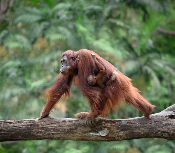 Madre orangutang caminando con su bebé —  Fotos de Stock