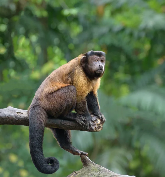 Barna kapucinus majom — Stock Fotó