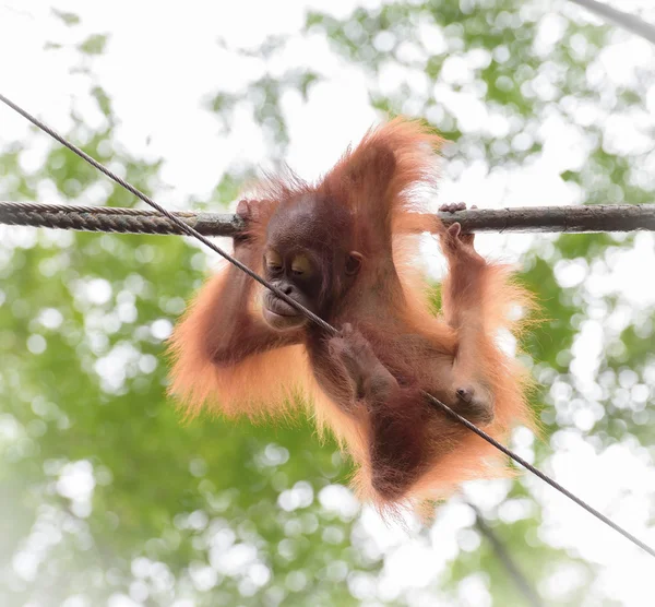 Bambino orangutang in una posa divertente — Foto Stock