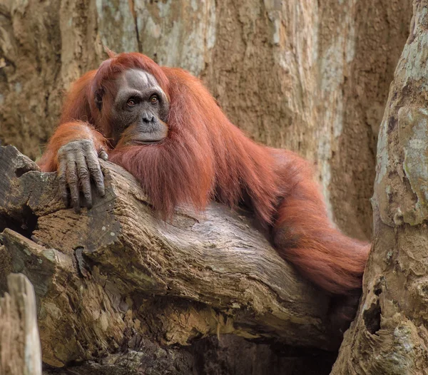 Adult orangutan lying deep in thoughts — Stock Photo, Image