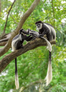Black and white colobus monkeys clipart