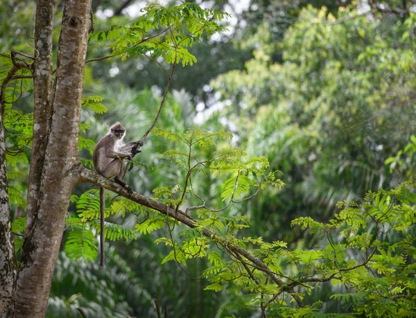 Foresta pluviale tropicale — Foto Stock