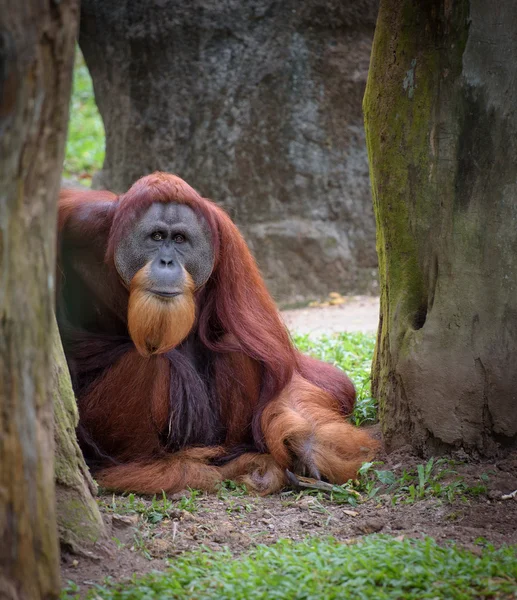 Eski akıllıca orangutan — Stok fotoğraf