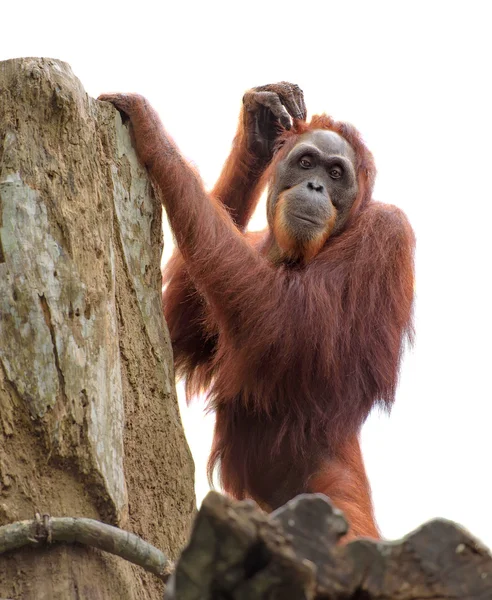 Dorosły orangutan zarysowania głowę — Zdjęcie stockowe