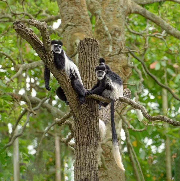 Czarno-białe colobus małpy — Zdjęcie stockowe