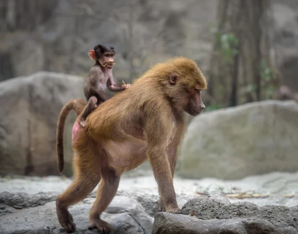 Baby Hamadryas baboon and its mom — Stock Photo, Image