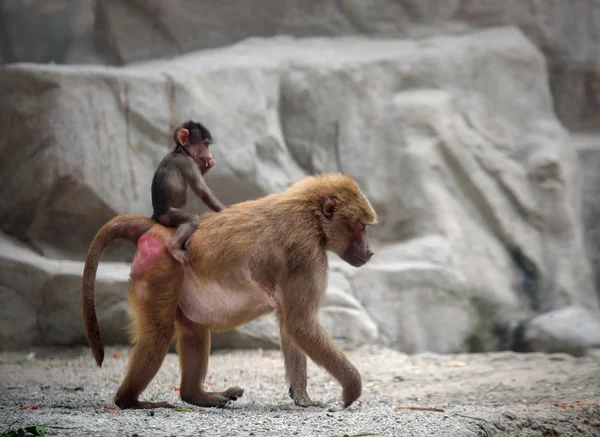 Baby Hamadryas baboon and its mom — Stock Photo, Image
