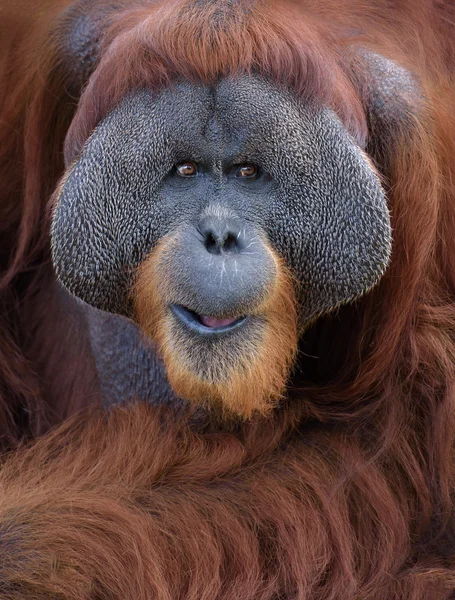 Portrait d'orang-outan — Photo