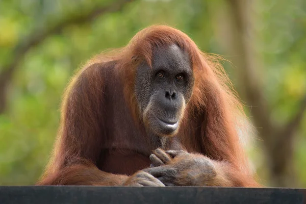 Orangutan postrait — Stock Photo, Image