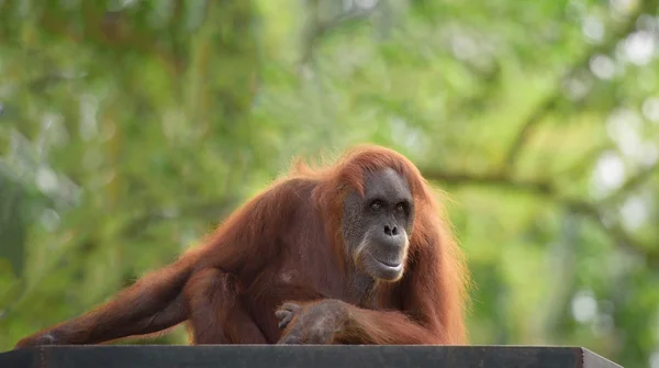 Yetişkin orangutan — Stok fotoğraf