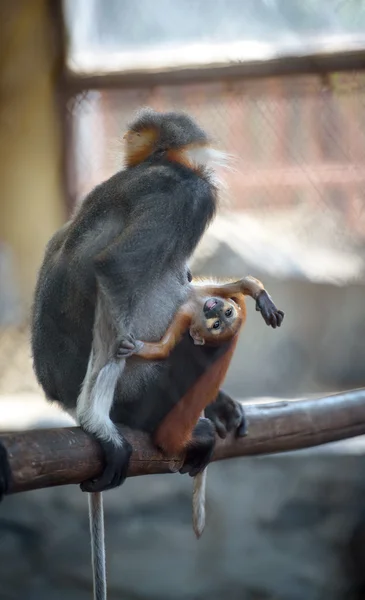 Playful baby monkey with its mom — 图库照片