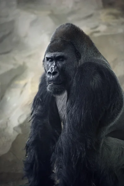 Gorila em meditação — Fotografia de Stock