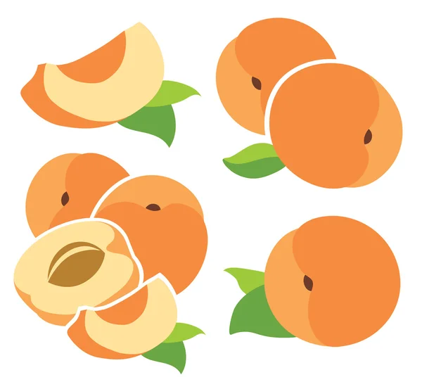 Apricots — Stock Vector
