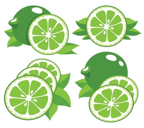 Limes vector illustration — Stock Vector