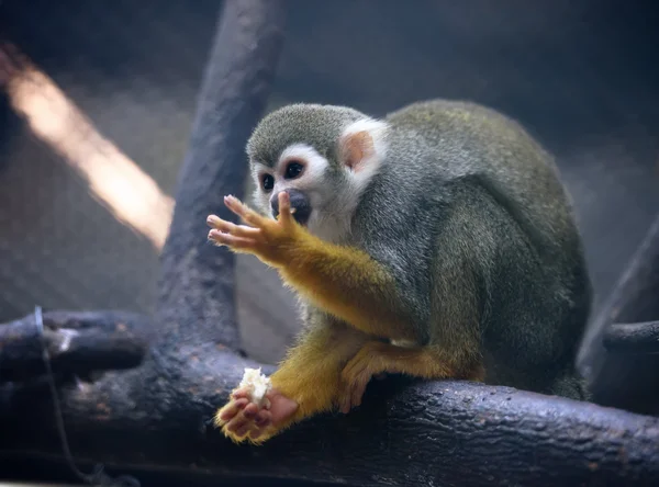Macaco esquilo bonito — Fotografia de Stock