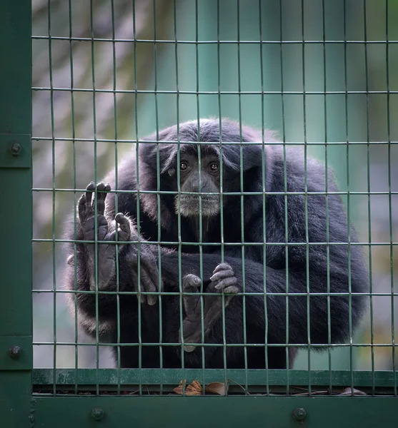 Θλιβερή siamang μαϊμού σε ένα κελί — Φωτογραφία Αρχείου