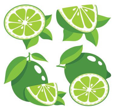 Limes illüstrasyon vektör