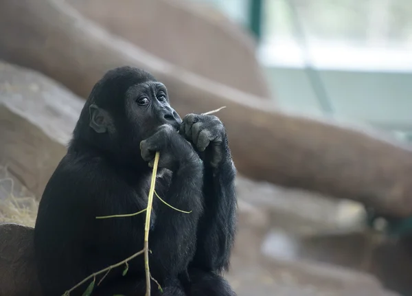 Baby gorilla djupt i tankar — Stockfoto