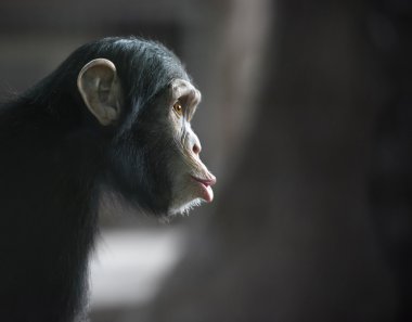 Surprised chimpanzee clipart