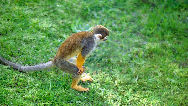 Veverka opice stojící v legrační představovat — Stock fotografie
