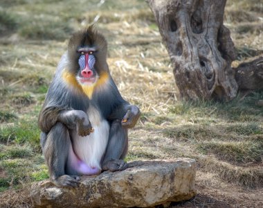 Renkli erkek Mandrill'di maymun