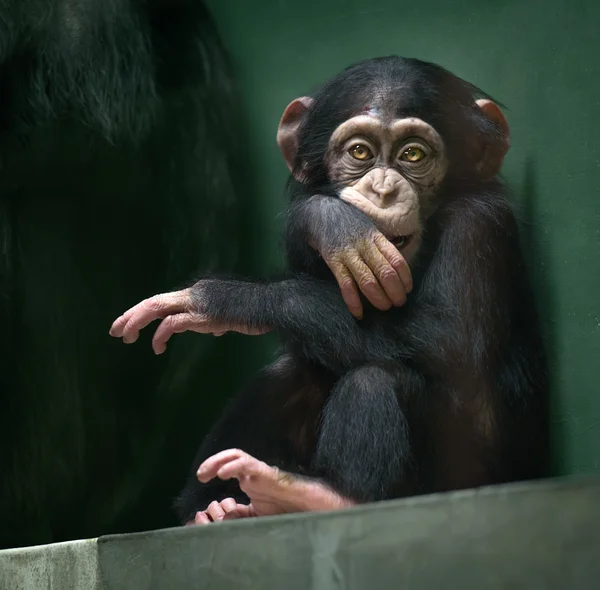 Chimpancé bebé mirando en la cámara — Foto de Stock