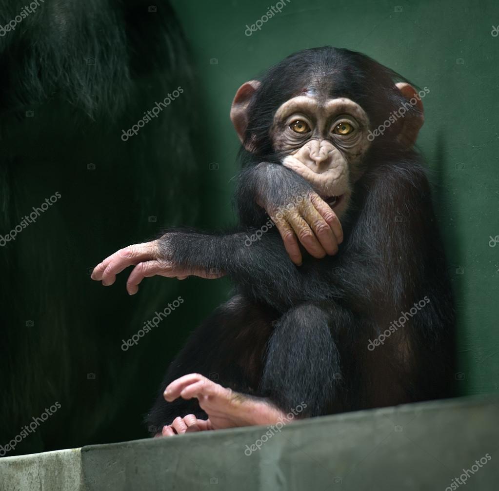 Bebe Chimpanze Images Libres De Droit Photos De Bebe Chimpanze Depositphotos Bebe Chimpanze Images Libres De Droit Photos De Bebe Chimpanze Depositphotos