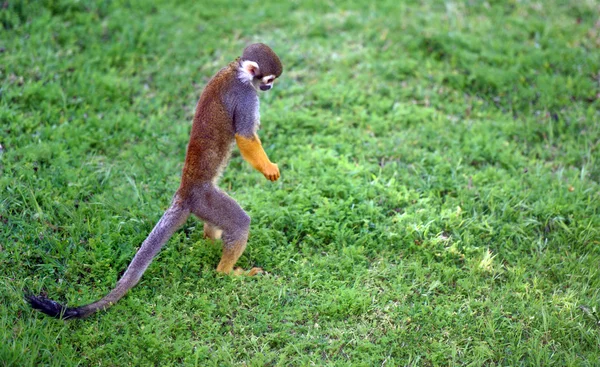 Saimiri monkey searching for something — Stock fotografie