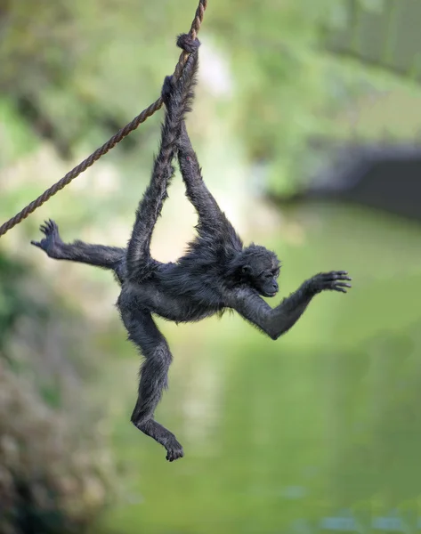 Spider monkey on a rope — 图库照片