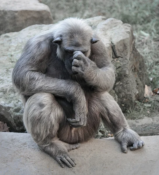 Old chimpanzee deep in thoughts or grief — Stok fotoğraf