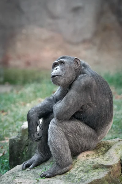 Chimpanzé olhando de surpresa — Fotografia de Stock