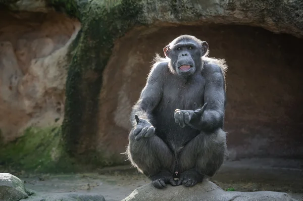 Chimpancé preguntando algo — Foto de Stock