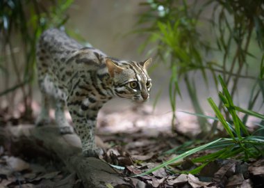 Leopar kedi avcılık