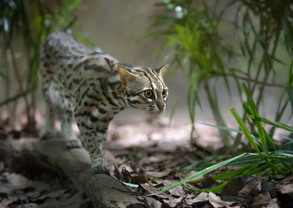 Leopard cat hunting