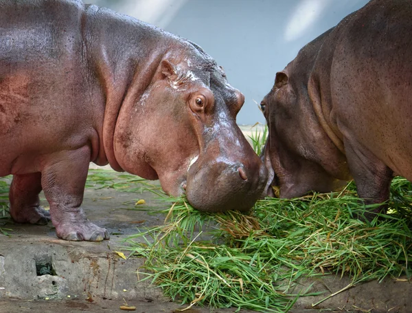 Två hippo — Stockfoto