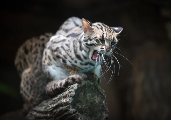 愤怒的豹子猫 — 图库照片