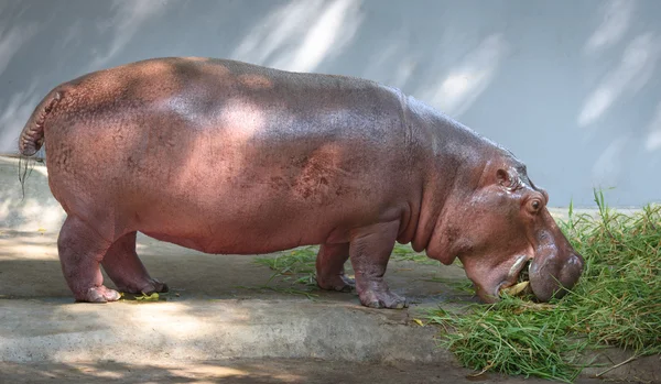 Nilpferd — Stockfoto