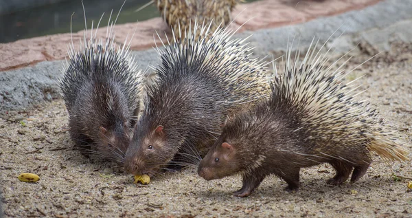 Three porcupines with food — Stock Photo, Image